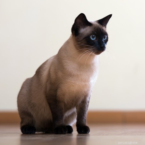 Discover Thailand’s 7 Iconic Cat Breeds: History, Traits & Care
