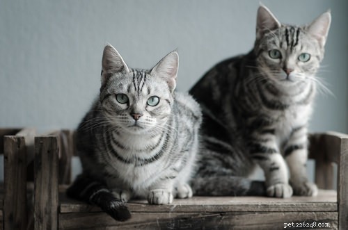 Top 10 Healthiest Cat Breeds for a Long, Lively Life