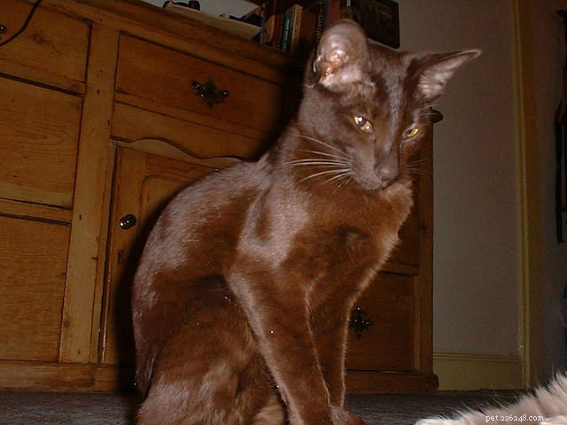 Discover Thailand’s 7 Iconic Cat Breeds: History, Traits & Care