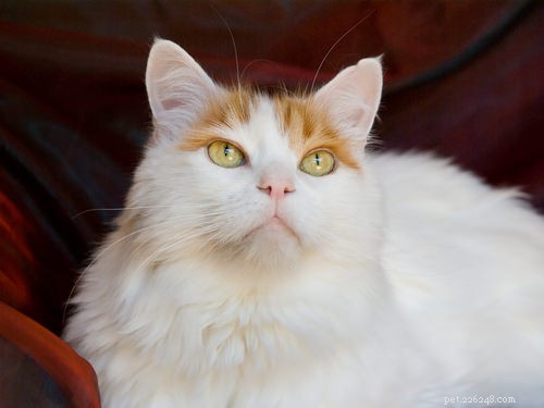 Top 10 Healthiest Cat Breeds for a Long, Lively Life