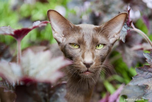 Top 10 Healthiest Cat Breeds for a Long, Lively Life