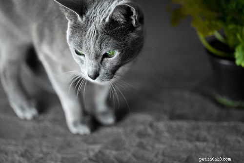 Top 10 Healthiest Cat Breeds for a Long, Lively Life