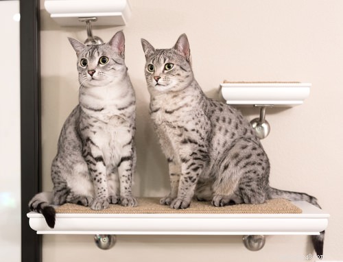 Top 10 Healthiest Cat Breeds for a Long, Lively Life