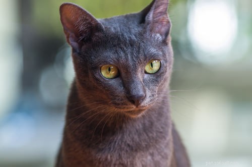 Top 10 Healthiest Cat Breeds for a Long, Lively Life