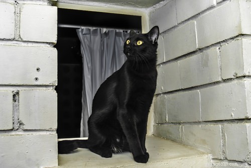 Top 10 Healthiest Cat Breeds for a Long, Lively Life
