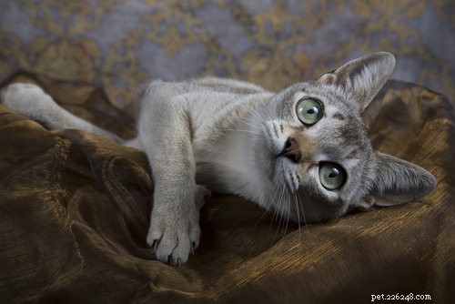 Top 10 Healthiest Cat Breeds for a Long, Lively Life