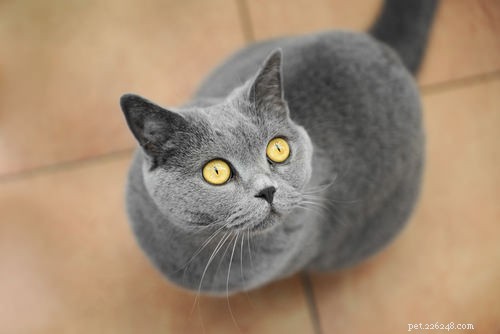 Top 10 Healthiest Cat Breeds for a Long, Lively Life