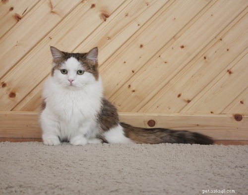 Discover the World of Munchkin Cats: Breeds, Traits, and Care