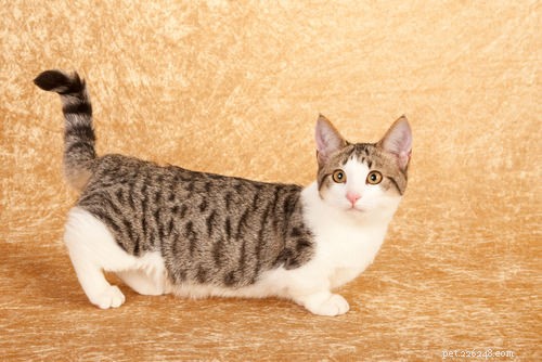 Discover the World of Munchkin Cats: Breeds, Traits, and Care