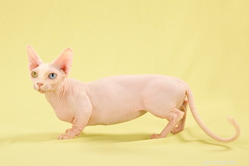 Discover the World of Munchkin Cats: Breeds, Traits, and Care