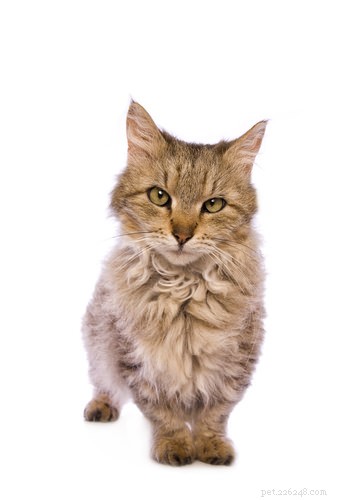 Discover the World of Munchkin Cats: Breeds, Traits, and Care