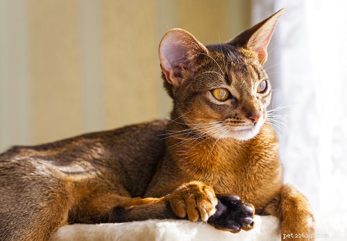 Top 10 Cat Breeds Dog Lovers Will Love
