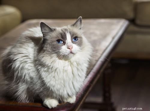 Top 10 Cat Breeds Dog Lovers Will Love