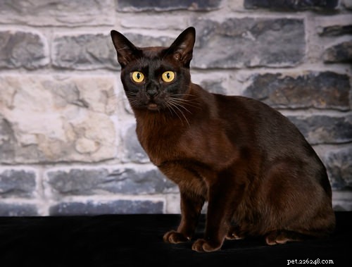 Top 10 Cat Breeds Dog Lovers Will Love