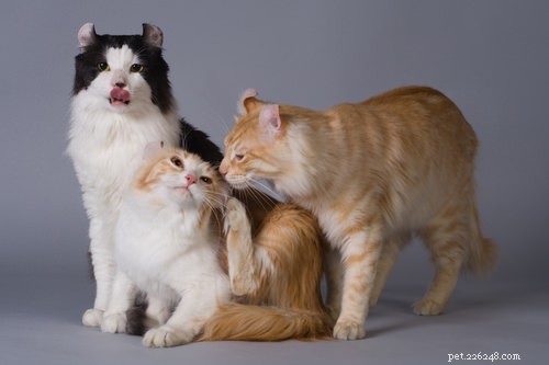 Top 10 Cat Breeds Dog Lovers Will Love