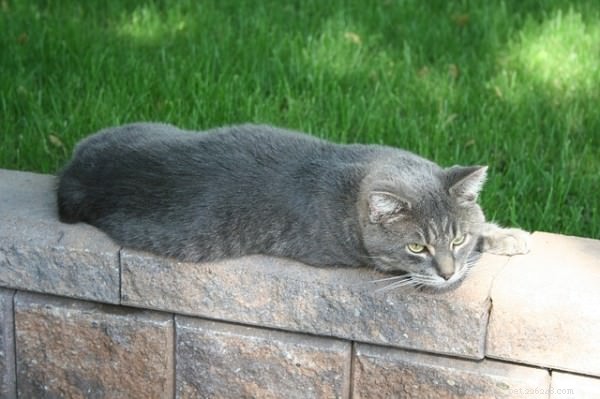 5 Surprising Facts About the Manx Cat