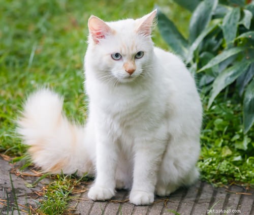 Top 10 Cat Breeds Dog Lovers Will Love