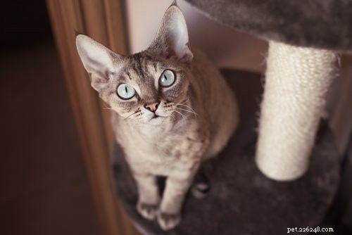 Top 10 Cat Breeds Dog Lovers Will Love
