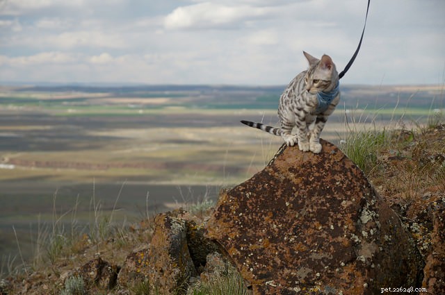 Top 10 Cat Breeds Dog Lovers Will Love