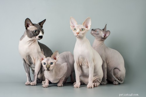 Top 10 Cat Breeds Dog Lovers Will Love