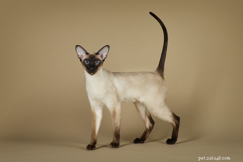 Top 10 Cat Breeds Dog Lovers Will Love