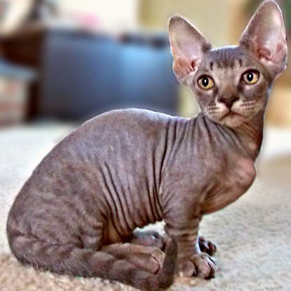 The 5 Latest Cat Breeds Capturing Hearts Worldwide