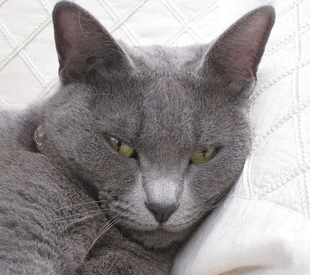 9 Cat Breeds Renowned for Snuggly Affection