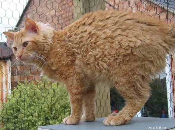 9 Cat Breeds Renowned for Snuggly Affection