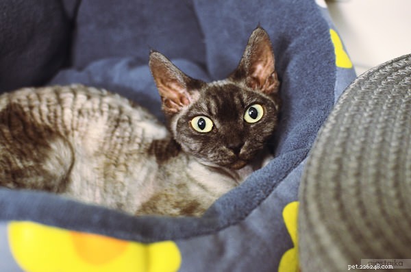 9 Cat Breeds Renowned for Snuggly Affection