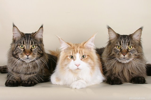 9 Cat Breeds Renowned for Snuggly Affection