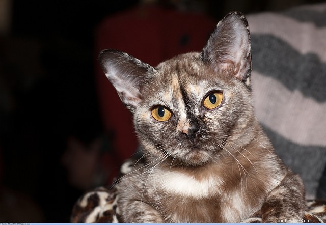 9 Cat Breeds That Love to Chat: Find Your Talkative Feline Companion