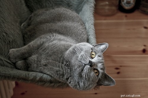 9 Cat Breeds That Love to Chat: Find Your Talkative Feline Companion