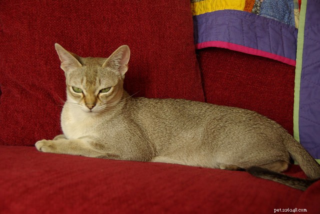 9 Cat Breeds That Love to Chat: Find Your Talkative Feline Companion