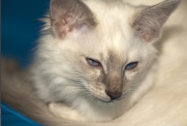 9 Cat Breeds That Love to Chat: Find Your Talkative Feline Companion