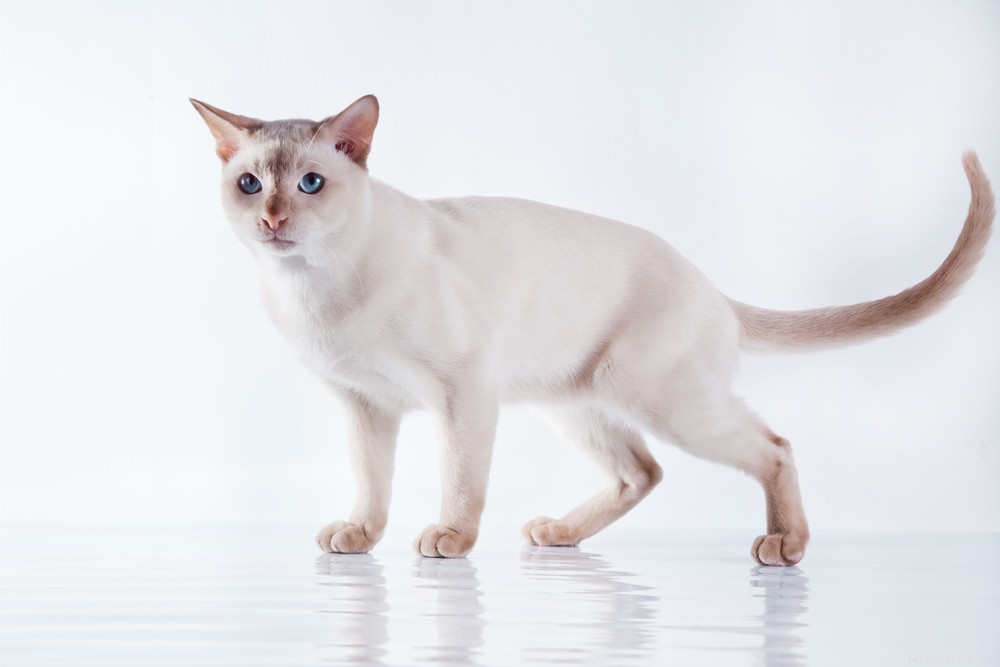 9 Cat Breeds That Love to Chat: Find Your Talkative Feline Companion
