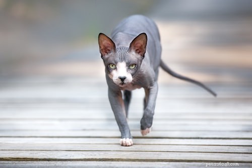 Top 6 Cat Breeds That Minimize Allergy Symptoms