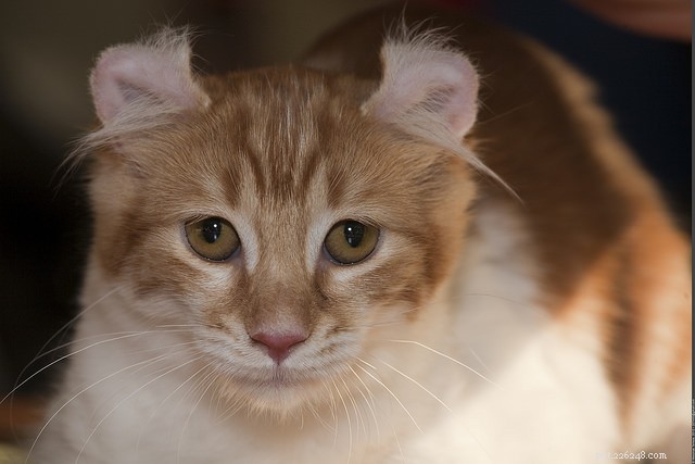 9 Cat Breeds That Love to Chat: Find Your Talkative Feline Companion