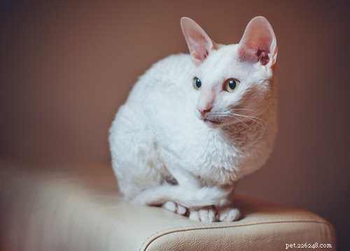Top 6 Cat Breeds That Minimize Allergy Symptoms