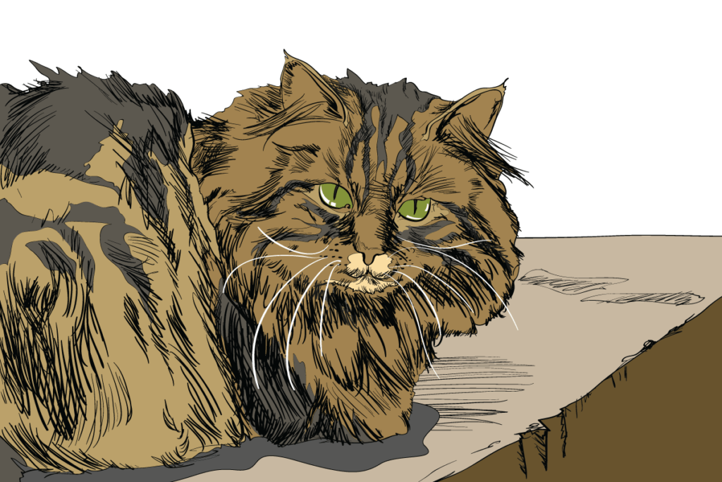 8 Cat Breeds Thriving in Winter Weather