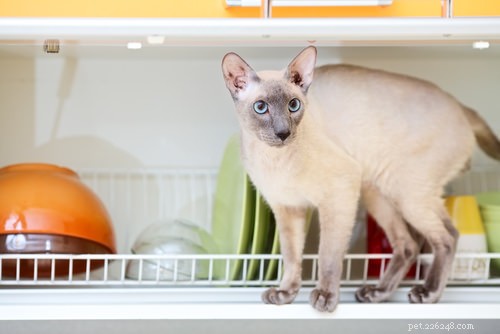Top 6 Cat Breeds That Minimize Allergy Symptoms