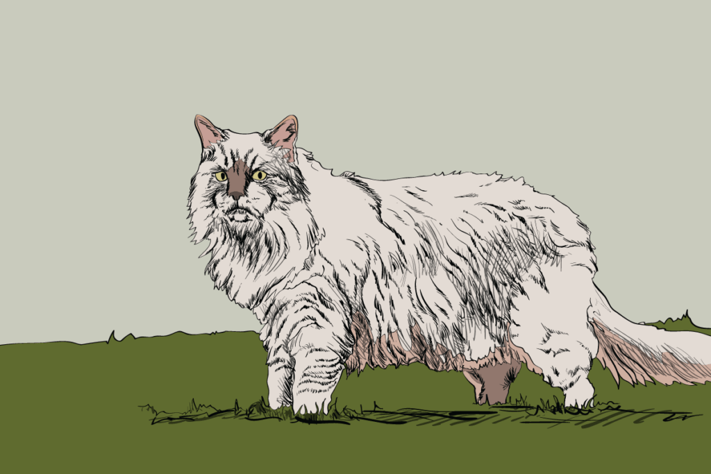 8 Cat Breeds Thriving in Winter Weather