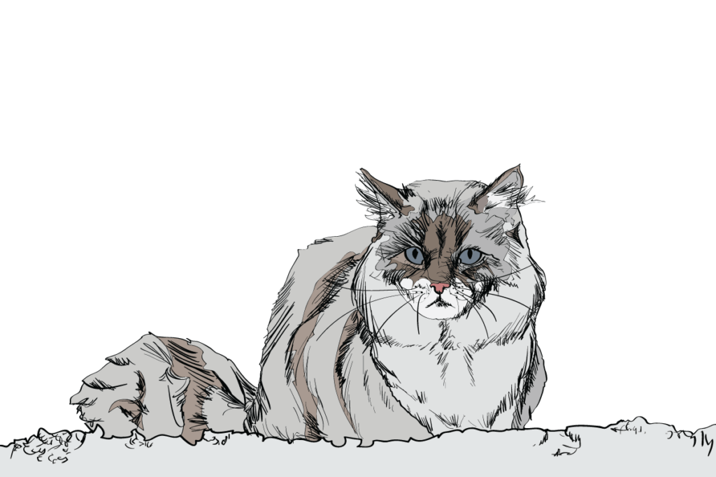 8 Cat Breeds Thriving in Winter Weather