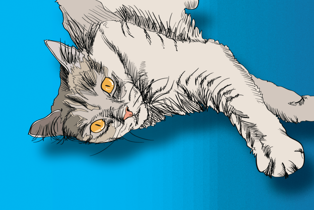 8 Cat Breeds Thriving in Winter Weather