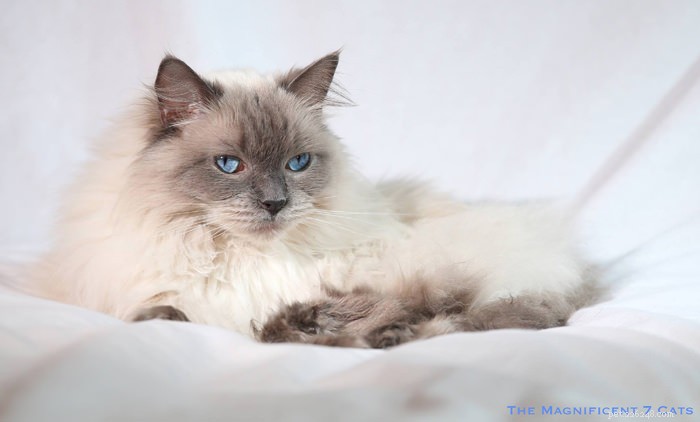 Meet Pixie: The Charming Blue‑Point Princess of London’s Famous Seven Cats
