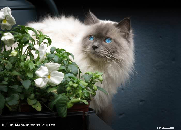Meet Pixie: The Charming Blue‑Point Princess of London’s Famous Seven Cats