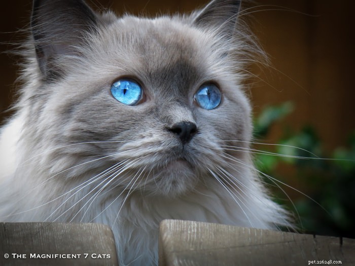Meet Pixie: The Charming Blue‑Point Princess of London’s Famous Seven Cats