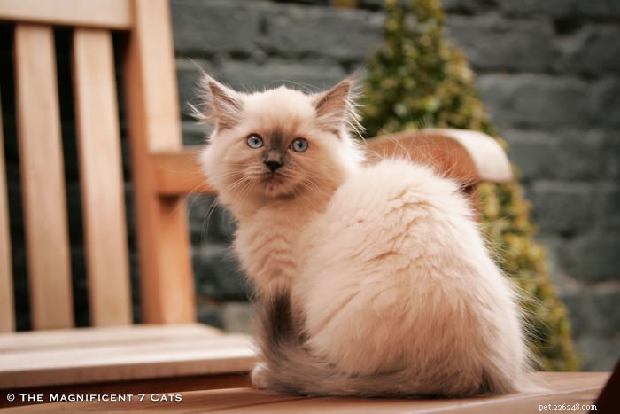 Meet Pixie: The Charming Blue‑Point Princess of London’s Famous Seven Cats