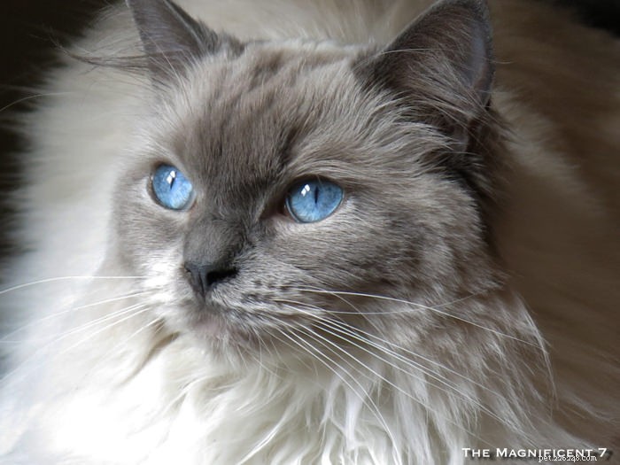 Meet Pixie: The Charming Blue‑Point Princess of London’s Famous Seven Cats
