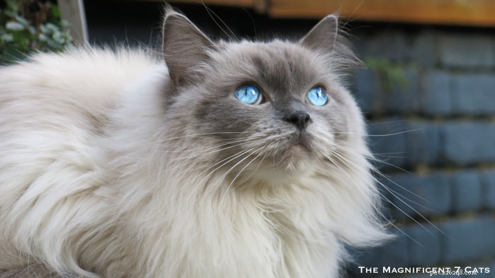 Meet Pixie: The Charming Blue‑Point Princess of London’s Famous Seven Cats
