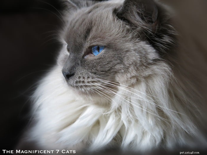 Meet Pixie: The Charming Blue‑Point Princess of London’s Famous Seven Cats